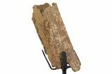 Fossil Hadrosaur Rib Section w/ Metal Stand - South Dakota #339877-1